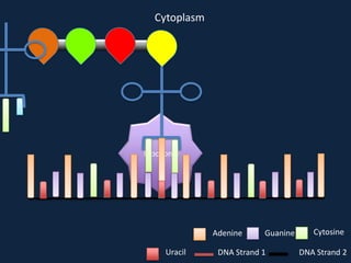 Cytoplasm

Ribosome

Adenine
Uracil

Guanine

DNA Strand 1

Cytosine
DNA Strand 2

 