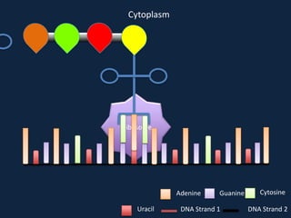Cytoplasm

Ribosome

Adenine
Uracil

Guanine

DNA Strand 1

Cytosine
DNA Strand 2

 
