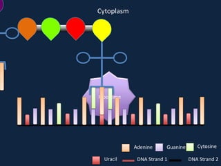 Cytoplasm

Ribosome

Adenine
Uracil

Guanine

DNA Strand 1

Cytosine
DNA Strand 2

 