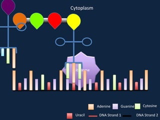 Cytoplasm

Ribosome

Adenine
Uracil

Guanine

DNA Strand 1

Cytosine
DNA Strand 2

 