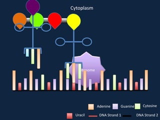 Cytoplasm

Ribosome

Adenine
Uracil

Guanine

DNA Strand 1

Cytosine
DNA Strand 2

 