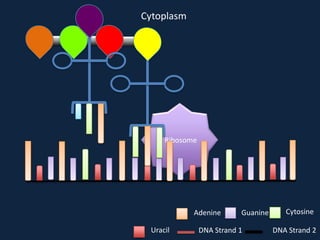 Cytoplasm

Ribosome

Adenine
Uracil

Guanine

DNA Strand 1

Cytosine
DNA Strand 2

 