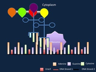 Cytoplasm

Ribosome

Adenine
Uracil

Guanine

DNA Strand 1

Cytosine
DNA Strand 2

 