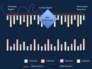Promoter
Region

Termination
Sequence

Coding Region

RNA
Polymerase

Thymine
DNA Strand 1

Adenine

Guanine
DNA Strand 2

Cytosine

 