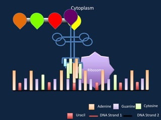 Cytoplasm

Ribosome

Adenine
Uracil

Guanine

DNA Strand 1

Cytosine
DNA Strand 2

 