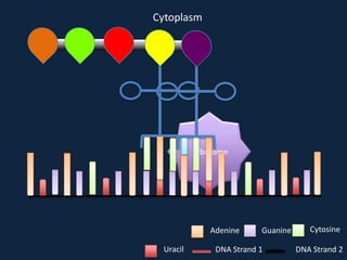 Cytoplasm

Ribosome

Adenine
Uracil

Guanine

DNA Strand 1

Cytosine
DNA Strand 2

 