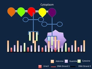Cytoplasm

Ribosome

Adenine
Uracil

Guanine

DNA Strand 1

Cytosine
DNA Strand 2

 