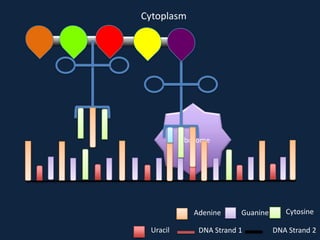 Cytoplasm

Ribosome

Adenine
Uracil

Guanine

DNA Strand 1

Cytosine
DNA Strand 2

 
