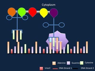 Cytoplasm

Ribosome

Adenine
Uracil

Guanine

DNA Strand 1

Cytosine
DNA Strand 2

 