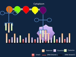 Cytoplasm

Ribosome

Adenine
Uracil

Guanine

DNA Strand 1

Cytosine
DNA Strand 2

 