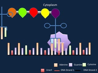 Cytoplasm

Ribosome

Adenine
Uracil

Guanine

DNA Strand 1

Cytosine
DNA Strand 2

 