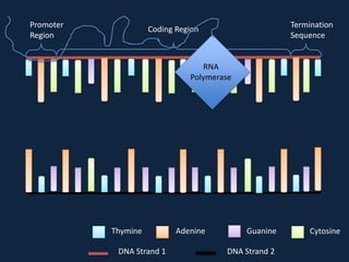 Promoter
Region

Termination
Sequence

Coding Region

RNA
Polymerase

Thymine
DNA Strand 1

Adenine

Guanine
DNA Strand 2

Cytosine

 