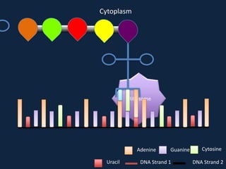 Cytoplasm

Ribosome

Adenine
Uracil

Guanine

DNA Strand 1

Cytosine
DNA Strand 2

 
