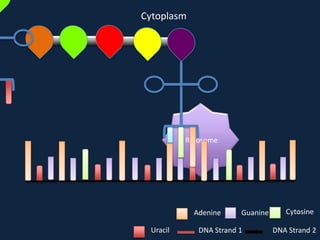 Cytoplasm

Ribosome

Adenine
Uracil

Guanine

DNA Strand 1

Cytosine
DNA Strand 2

 