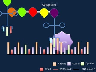 Cytoplasm

Ribosome

Adenine
Uracil

Guanine

DNA Strand 1

Cytosine
DNA Strand 2

 