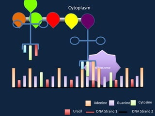Cytoplasm

Ribosome

Adenine
Uracil

Guanine

DNA Strand 1

Cytosine
DNA Strand 2

 