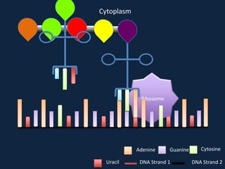 Cytoplasm

Ribosome

Adenine
Uracil

Guanine

DNA Strand 1

Cytosine
DNA Strand 2

 