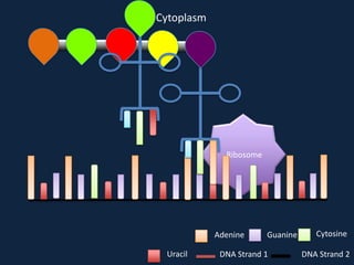 Cytoplasm

Ribosome

Adenine
Uracil

Guanine

DNA Strand 1

Cytosine
DNA Strand 2

 