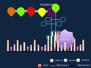 Cytoplasm

Ribosome

Adenine
Uracil

Guanine

DNA Strand 1

Cytosine
DNA Strand 2

 