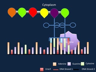 Cytoplasm

Ribosome

Adenine
Uracil

Guanine

DNA Strand 1

Cytosine
DNA Strand 2

 