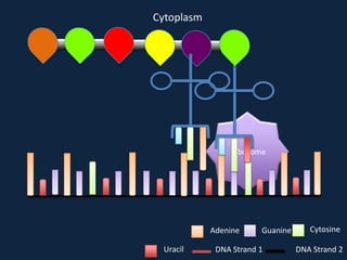 Cytoplasm

Ribosome

Adenine
Uracil

Guanine

DNA Strand 1

Cytosine
DNA Strand 2

 