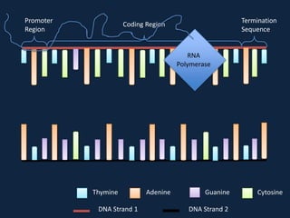 Promoter
Region

Termination
Sequence

Coding Region

RNA
Polymerase

Thymine
DNA Strand 1

Adenine

Guanine
DNA Strand 2

Cytosine

 