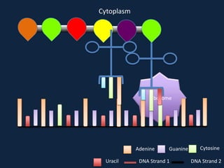 Cytoplasm

Ribosome

Adenine
Uracil

Guanine

DNA Strand 1

Cytosine
DNA Strand 2

 
