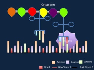 Cytoplasm

Ribosome

Adenine
Uracil

Guanine

DNA Strand 1

Cytosine
DNA Strand 2

 