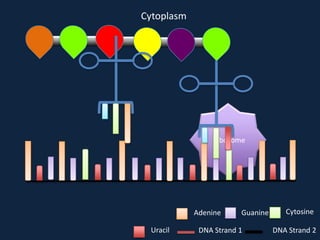 Cytoplasm

Ribosome

Adenine
Uracil

Guanine

DNA Strand 1

Cytosine
DNA Strand 2

 