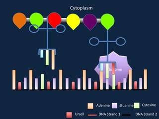 Cytoplasm

Ribosome

Adenine
Uracil

Guanine

DNA Strand 1

Cytosine
DNA Strand 2

 