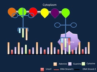 Cytoplasm

Ribosome

Adenine
Uracil

Guanine

DNA Strand 1

Cytosine
DNA Strand 2

 