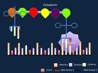 Cytoplasm

Ribosome

Adenine
Uracil

Guanine

DNA Strand 1

Cytosine
DNA Strand 2

 