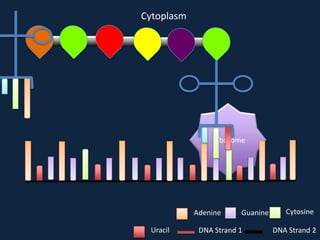 Cytoplasm

Ribosome

Adenine
Uracil

Guanine

DNA Strand 1

Cytosine
DNA Strand 2

 