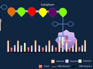 Cytoplasm

Ribosome

Adenine
Uracil

Guanine

DNA Strand 1

Cytosine
DNA Strand 2

 