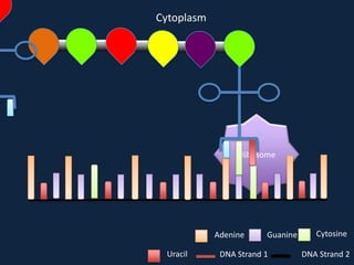 Cytoplasm

Ribosome

Adenine
Uracil

Guanine

DNA Strand 1

Cytosine
DNA Strand 2

 