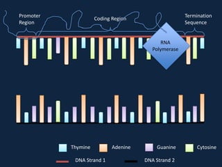 Promoter
Region

Termination
Sequence

Coding Region

RNA
Polymerase

Thymine
DNA Strand 1

Adenine

Guanine
DNA Strand 2

Cytosine

 