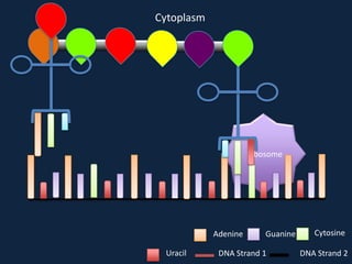 Cytoplasm

Ribosome

Adenine
Uracil

Guanine

DNA Strand 1

Cytosine
DNA Strand 2

 