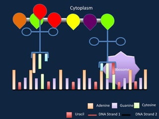 Cytoplasm

Ribosome

Adenine
Uracil

Guanine

DNA Strand 1

Cytosine
DNA Strand 2

 