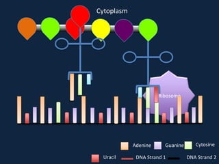 Cytoplasm

Ribosome

Adenine
Uracil

Guanine

DNA Strand 1

Cytosine
DNA Strand 2

 
