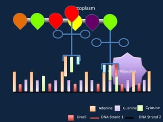Cytoplasm

Ribosome

Adenine
Uracil

Guanine

DNA Strand 1

Cytosine
DNA Strand 2

 