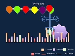 Cytoplasm

Ribosome

Adenine
Uracil

Guanine

DNA Strand 1

Cytosine
DNA Strand 2

 