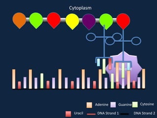 Cytoplasm

Ribosome

Adenine
Uracil

Guanine

DNA Strand 1

Cytosine
DNA Strand 2

 