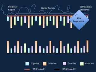 Promoter
Region

Termination
Sequence

Coding Region

RNA
Polymerase

Thymine
DNA Strand 1

Adenine

Guanine
DNA Strand 2

Cytosine

 