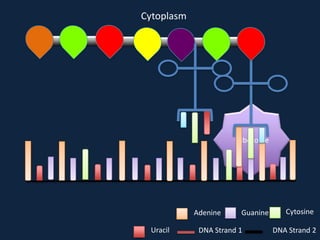 Cytoplasm

Ribosome

Adenine
Uracil

Guanine

DNA Strand 1

Cytosine
DNA Strand 2

 