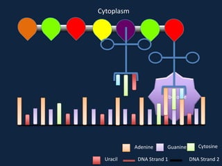 Cytoplasm

Ribosome

Adenine
Uracil

Guanine

DNA Strand 1

Cytosine
DNA Strand 2

 