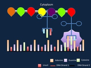 Cytoplasm

Ribosome

Adenine
Uracil

Guanine

DNA Strand 1

Cytosine
DNA Strand 2

 