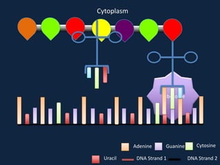 Cytoplasm

Ribosome

Adenine
Uracil

Guanine

DNA Strand 1

Cytosine
DNA Strand 2

 