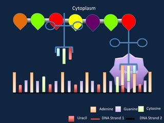 Cytoplasm

Ribosome

Adenine
Uracil

Guanine

DNA Strand 1

Cytosine
DNA Strand 2

 