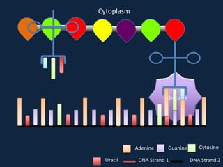 Cytoplasm

Ribosome

Adenine
Uracil

Guanine

DNA Strand 1

Cytosine
DNA Strand 2

 