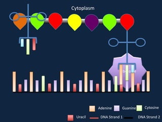 Cytoplasm

Ribosome

Adenine
Uracil

Guanine

DNA Strand 1

Cytosine
DNA Strand 2

 